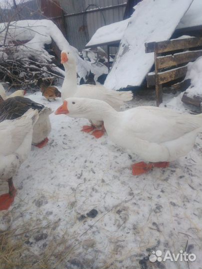 Яйцо гусиное