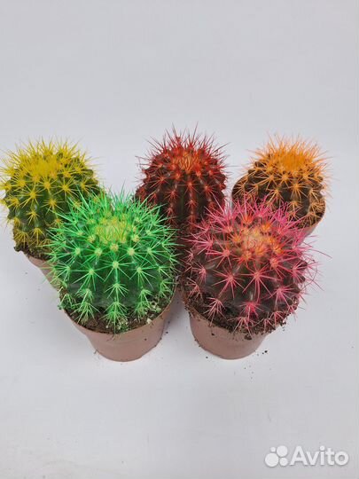 Кактус цветной