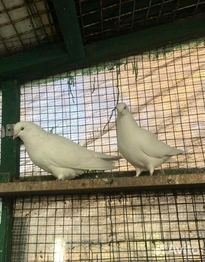 Голуби на свадьбу и другие торжества