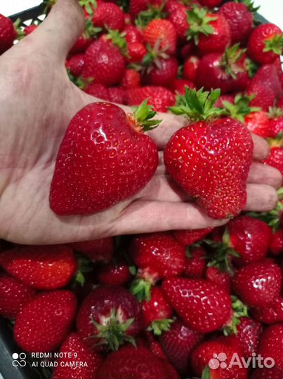 Клубника Купчиха и Чудо мира