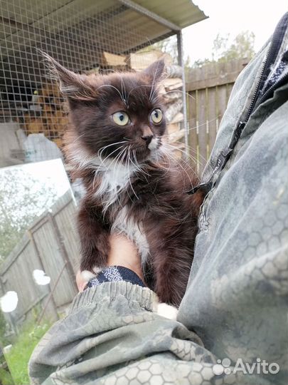 Котенок в добрые руки бесплатно