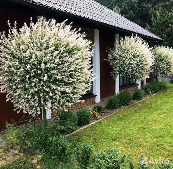 Деревья на штамбе