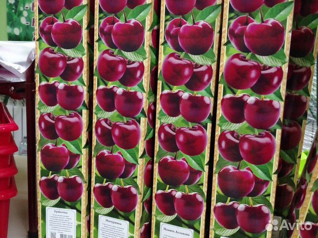 Абрикос, персик, вишня, черешня, дюк, яблоня