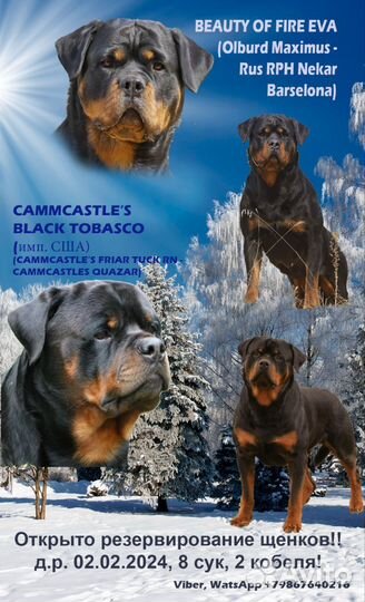 Щенки ротвейлера