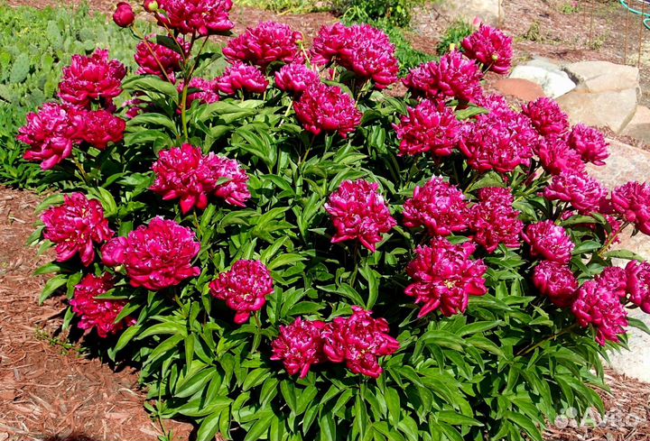 Пионы саженцы