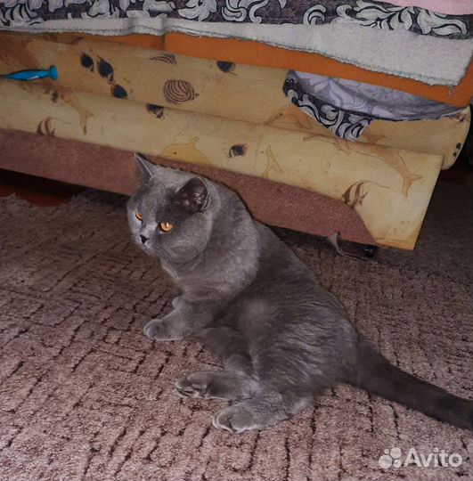 Британская