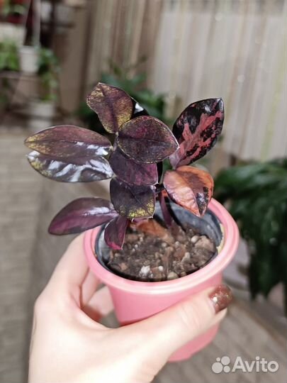 Замиокулькас Блэк Пинк black pink short leaf long