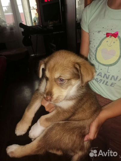 Собака в добрые руки отдам бесплатно