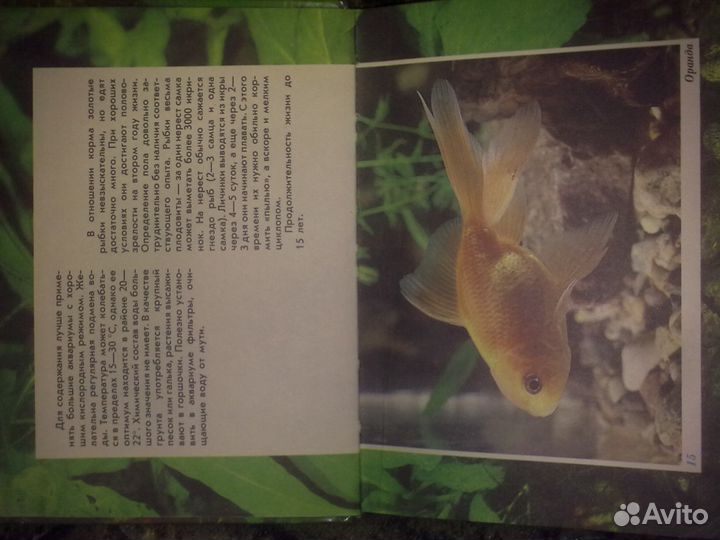 Волшебный мир аквариума