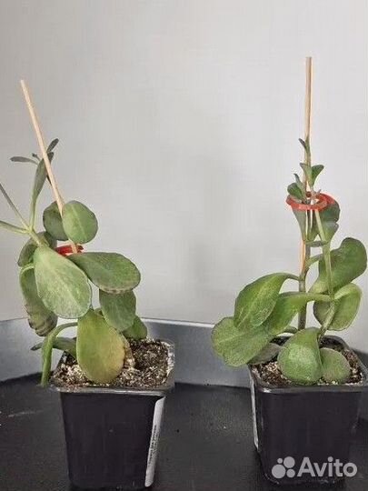 Домашние цветы каланхоэ куропатка