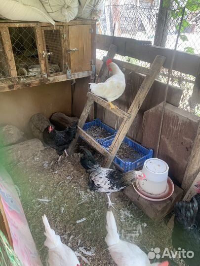 Петухи ухейилюи, леггорн