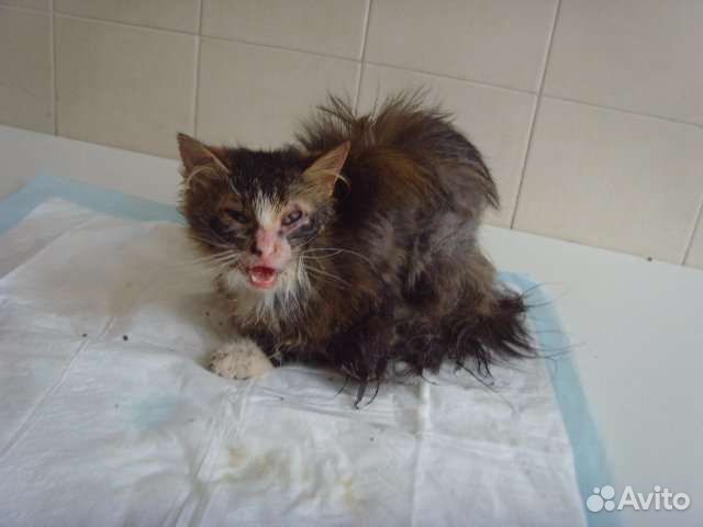 Кто может скинуть хоть рубль на лечение котику