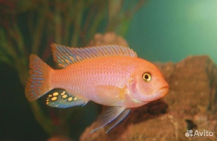 Цихлиды Красная зебра и аулонокары мультиколлор