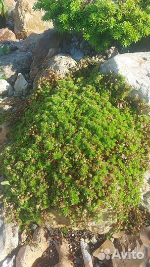 Растения для альпийской горки