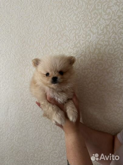 Померанский шпиц