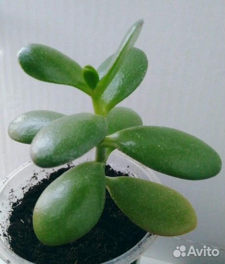 Продам цветы комнатные