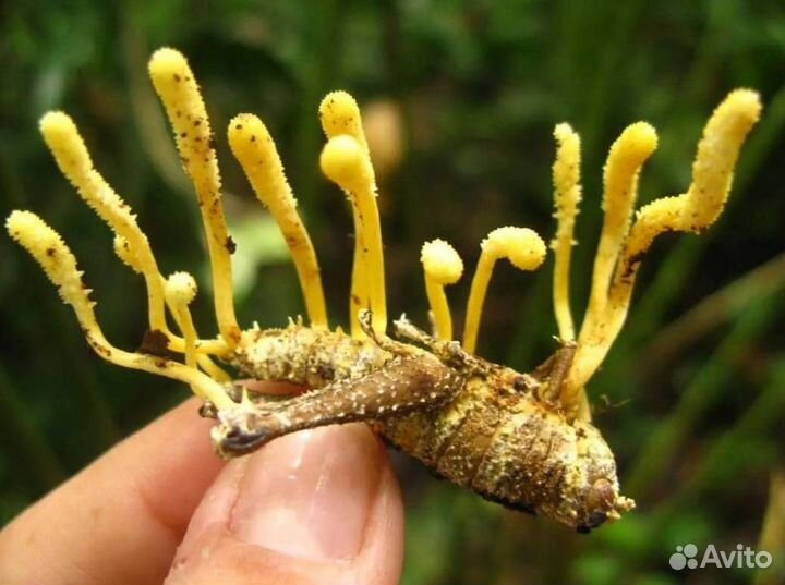 Дары/П гриб кордицепс пория рейши веселка траметес