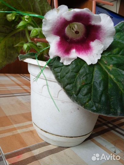 Глоксиния махровая