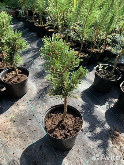 Сосна горная Picobello (pinus mugo 'Picobello')