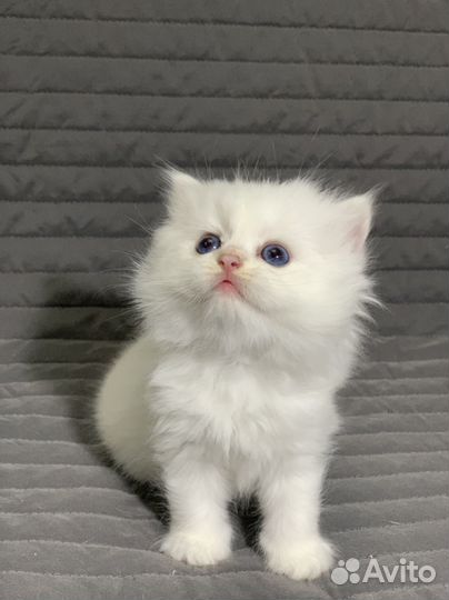 Британский котенок дш ns 11 33
