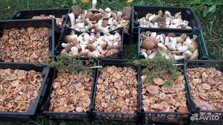 Рыжики солёные