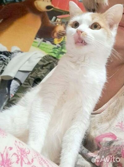 Кошечка 8 мес стерилизована