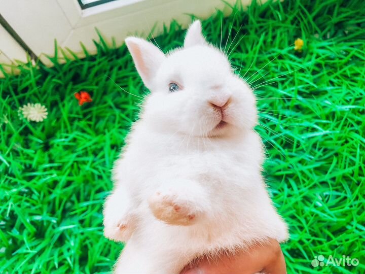 Мини карликовый кролик