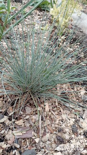 Овсяница сизая