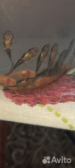 Аквариумные рыбки сомики анцитрусы