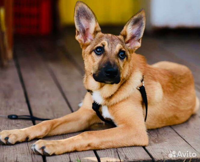 Собака в добрые руки