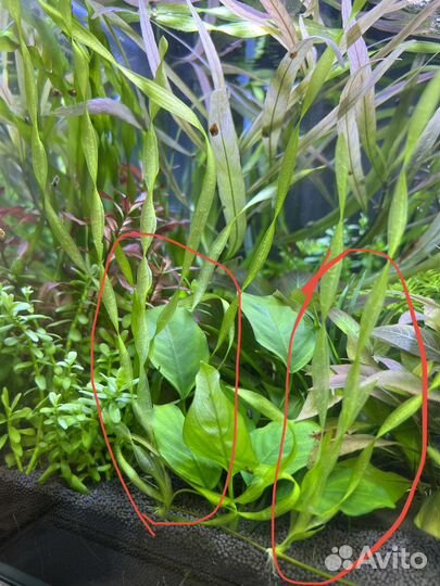 Водоросли для аквариума