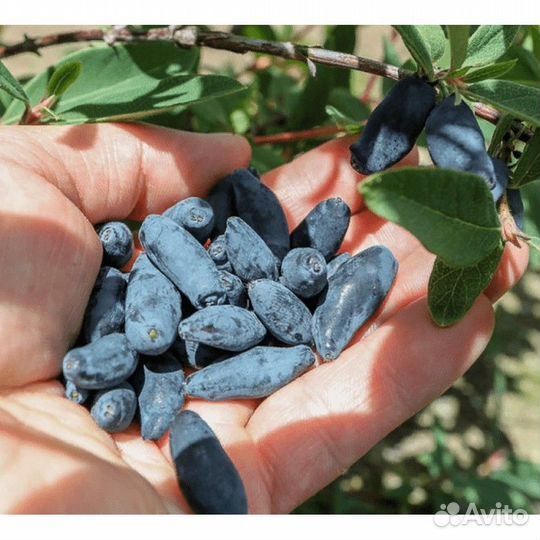 Жимолость саженцы (зкс)