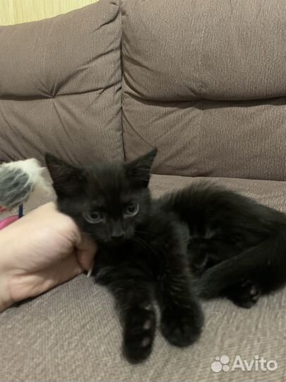 Котята в добрые руки бесплатно