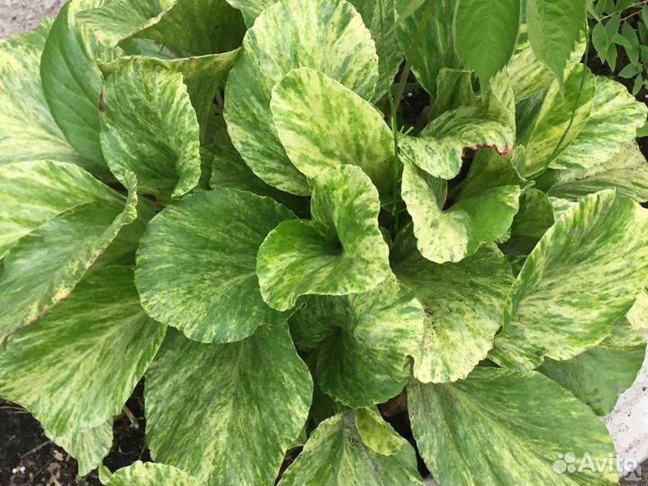 Бадан Галина Серова