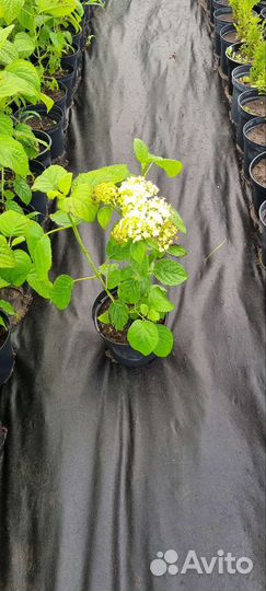 Гортензия древовидная анабель