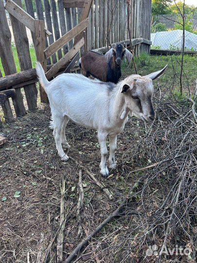 Нубийские козлик и козочка, альпийский козлик