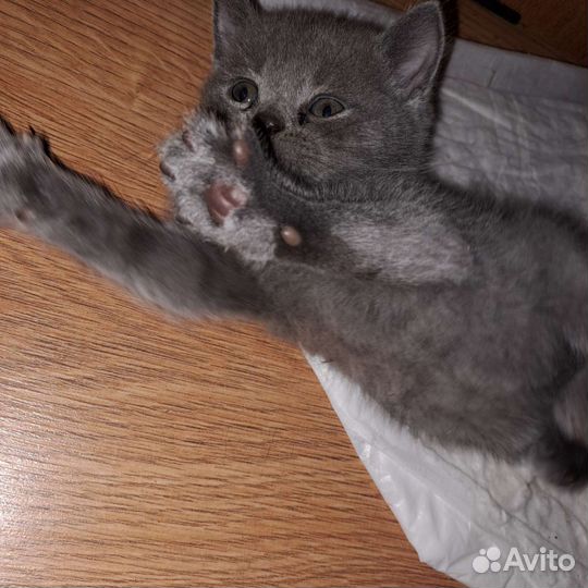 Шотландские вислоухие котята