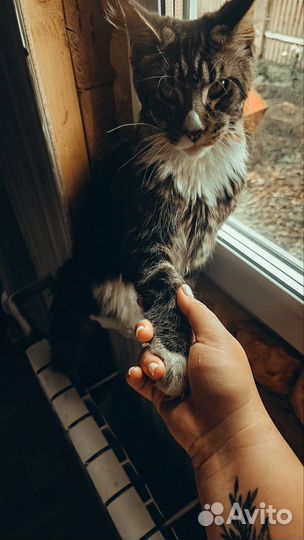 Кот Мейн-Кун