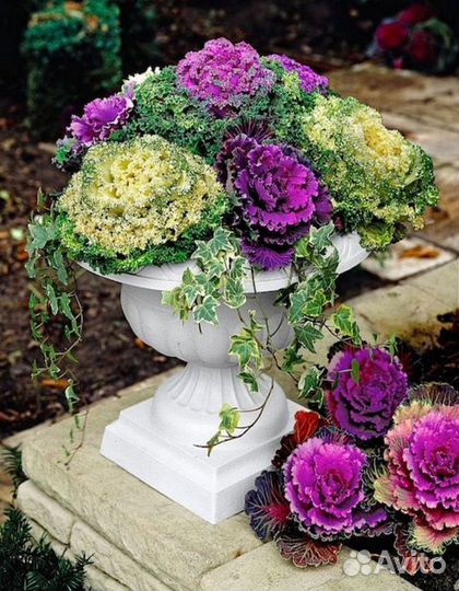 Декоративная капуста