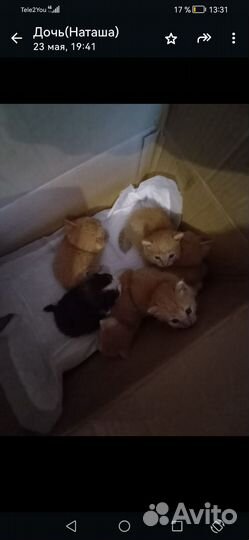 Котята в добрые руки бесплатно