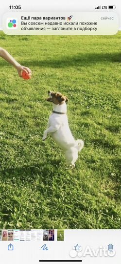 Собака в добрые руки