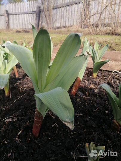 Мята, черенки,3 ветки в стакане