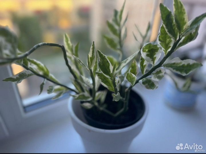 Педилантус