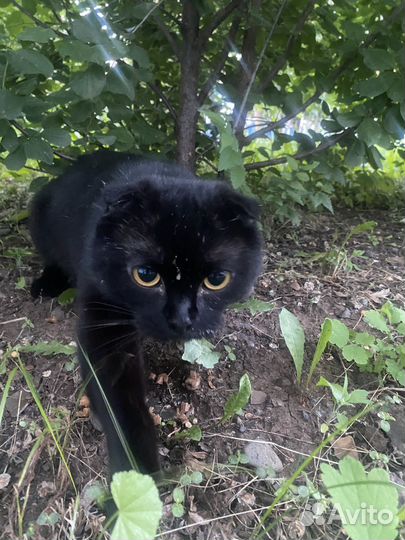 Вислоухий котик