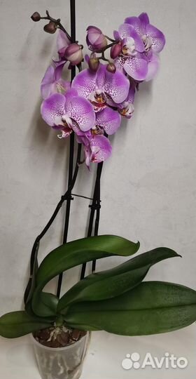 Орхидея Джиллиан цветёт