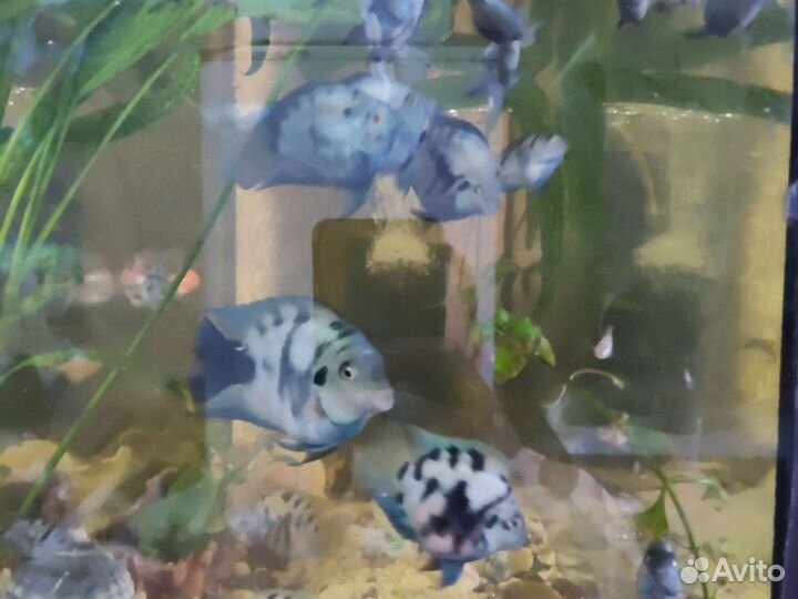 Аквариумные рыбки
