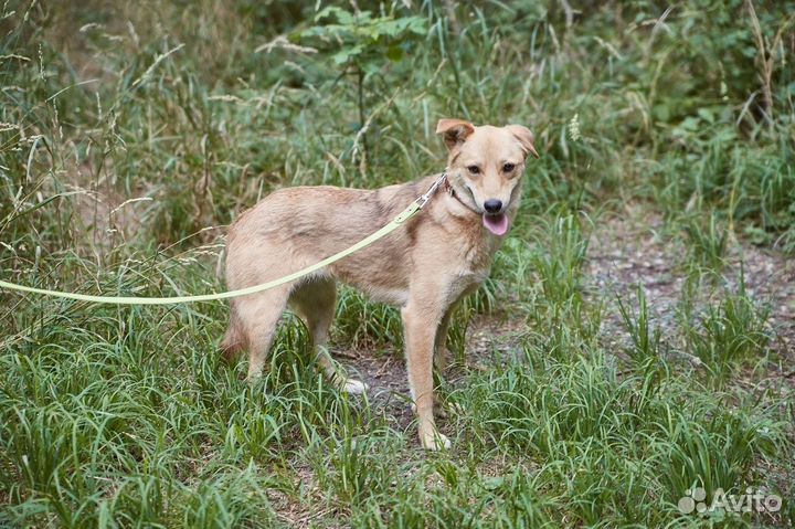 Чудная собака Мишура в добрые руки