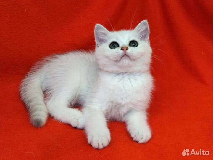 Шикарные котята