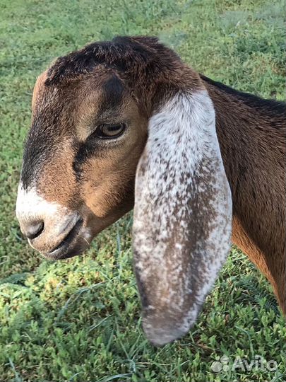 Нубийские козочки козы 100%