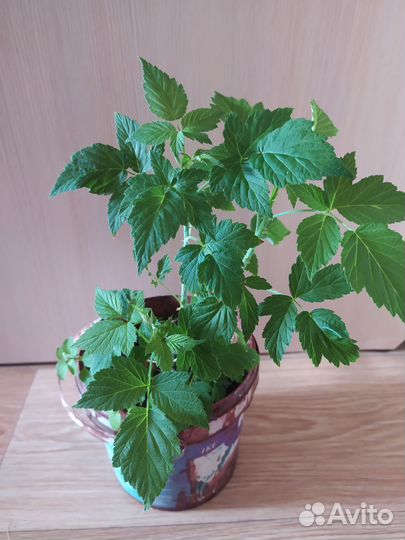Кустик ежевики